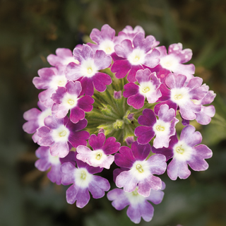 Вербена гибридная ампельная (Verbena hybrida)