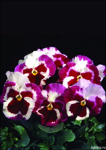 Виола Виттрока (Viola wittrockiana)