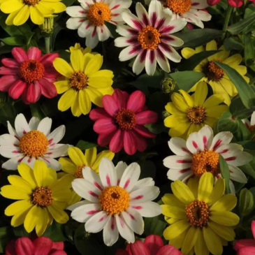 Цинния мариландская (Zinnia marylandica) Цинния мариландская (Zinnia marylandica)