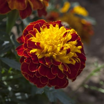Бархатцы отклоненные (Tagetes patula)