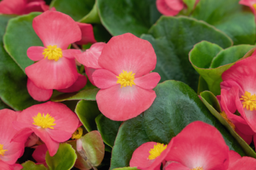 Бегония вечноцветущая (зеленая листва) (Begonia semperflorens) Бегония вечноцветущая (зеленая листва) (Begonia semperflorens)