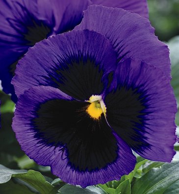 Виола Виттрока (Viola wittrockiana) Виола Виттрока (Viola wittrockiana)