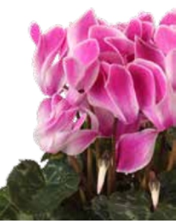 Цикламен персидский (Cyclamen persicum) Цикламен персидский (Cyclamen persicum)