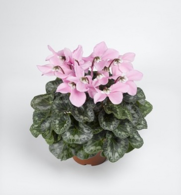 Цикламен персидский (Cyclamen persicum)