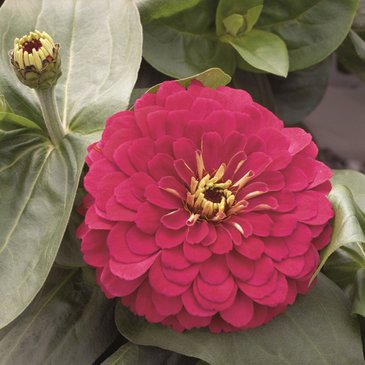 Цинния изящная (Zinnia elegans)