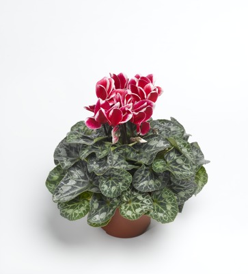 Цикламен персидский (Cyclamen persicum)