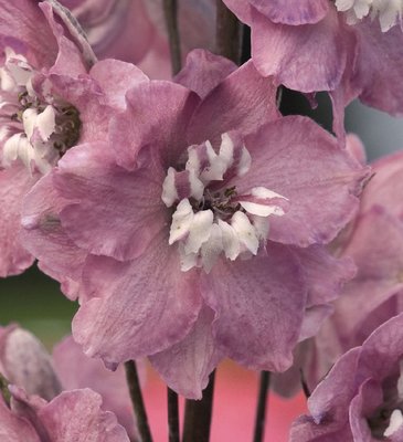 Дельфиниум высокий (Delphinium elatum)