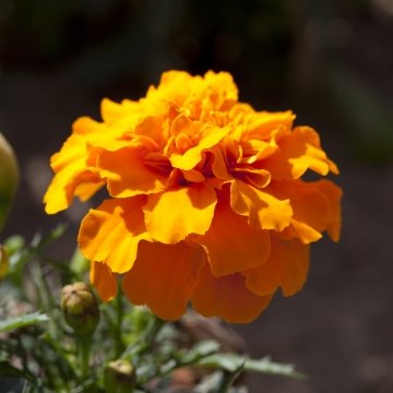 Бархатцы отклоненные (Tagetes patula)
