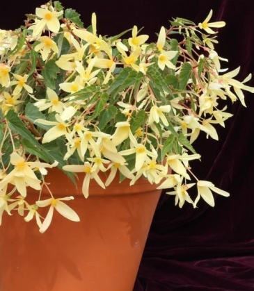 Бегония боливийская ампельная (Begonia boliviensis x hybrida)