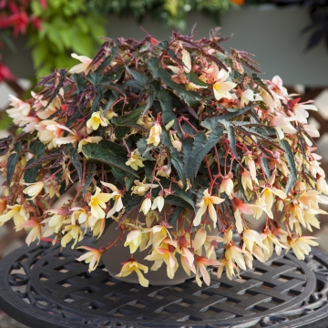 Бегония боливийская ампельная (Begonia boliviensis x hybrida)