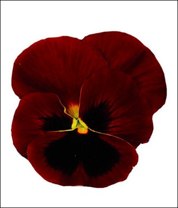 Виола Виттрока (Viola wittrockiana)