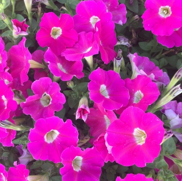 Петуния ампельная гибридная (Petunia x hybrida)