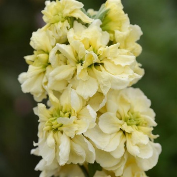 Левкой седой (Matthiola incana)