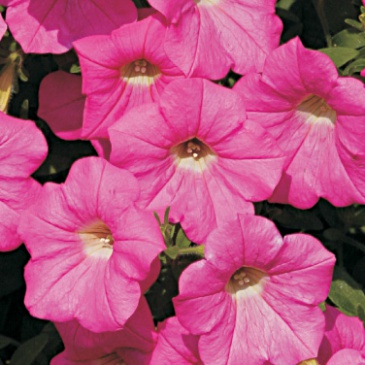 Петуния ампельная гибридная (Petunia х hybrida)