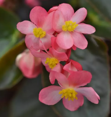 Бегония гибридная ампельная (бронзовая листва) (Begonia hybrida) Бегония гибридная ампельная (бронзовая листва) (Begonia hybrida)