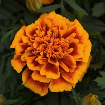 Бархатцы отклоненные (Tagetes patula) Бархатцы отклоненные (Tagetes patula)