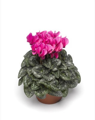 Цикламен персидский (Cyclamen persicum)