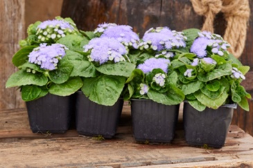 Агератум мексиканский (Ageratum houstonianum) Агератум мексиканский (Ageratum houstonianum)