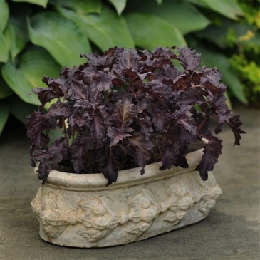 Базилик благородный (Ocimum basilicum) Базилик благородный (Ocimum basilicum)