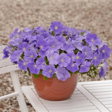 Петуния ампельная гибридная (Petunia х hybrida)