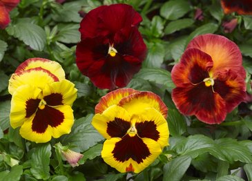 Виола Виттрока (Viola wittrockiana)