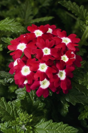 Вербена гибридная (Verbena hybrida)