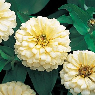Цинния изящная (Zinnia elegans)