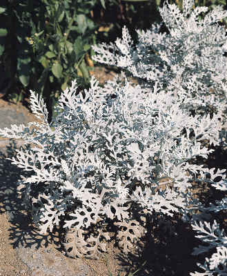 Цинерария приморская (Senecio cineraria)