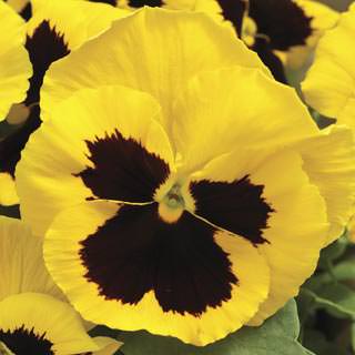 Виола Виттрока (Viola wittrockiana) Виола Виттрока (Viola wittrockiana)