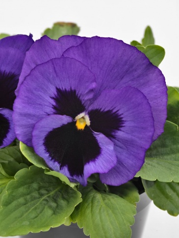Виола виттрока (Viola wittrockiana) Виола виттрока (Viola wittrockiana)