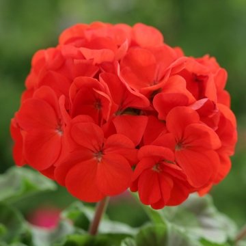 Герань (пеларгония садовая) (Pelargonium x hortorum)