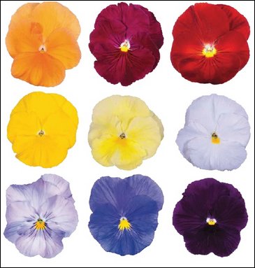 Виола Виттрока (Viola wittrockiana)