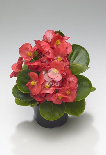 Бегония вечноцветущая (зеленая листва) (Begonia semperflorens)