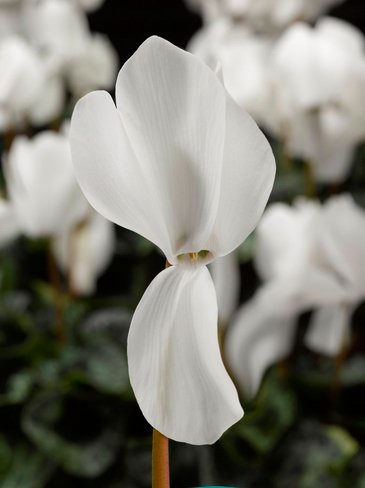 Цикламен персидский (Cyclamen persicum)