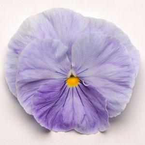 Виола виттрока (Viola wittrockiana) Виола виттрока (Viola wittrockiana)