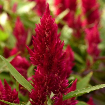 Целозия метельчатая (Celosia plumosa) Целозия метельчатая (Celosia plumosa)