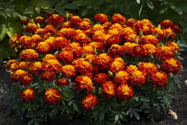 Бархатцы отклоненные (Tagetes patula) Бархатцы отклоненные (Tagetes patula)