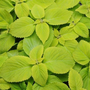 Колеус гибридный (Coleus х hybrida)