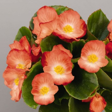Бегония вечноцветущая (зеленая листва) (Begonia semperflorens)