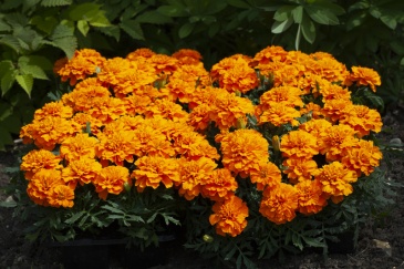 Бархатцы отклоненные (Tagetes patula) Бархатцы отклоненные (Tagetes patula)