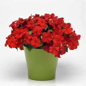 Бальзамин Уоллера (Impatiens walleriana)