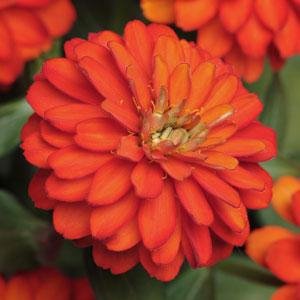 Цинния мариландская (Zinnia marylandica) Цинния мариландская (Zinnia marylandica)