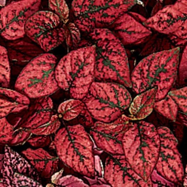 Гипоэстес листоколосниковый (Hypoestes phyllostachya)