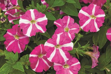 Петуния мелкоцветковая (Petunia milliflora)