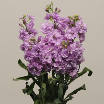 Левкой седой (Matthiola incana)