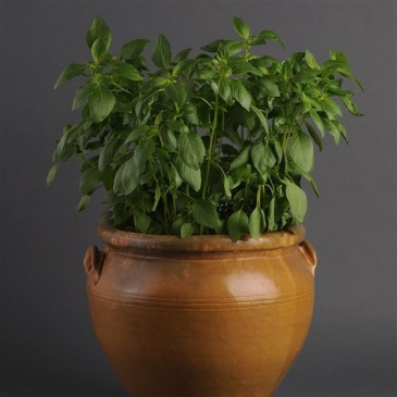 Базилик благородный (Ocimum basilicum)