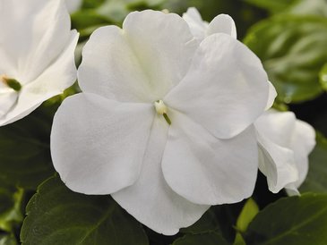 Бальзамин Уоллера (Impatiens walleriana)