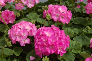 Герань (пеларгония садовая) (Pelargonium x hortorum)