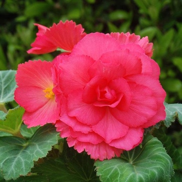 Бегония клубневая махровая (Begonia tuberhybrida)