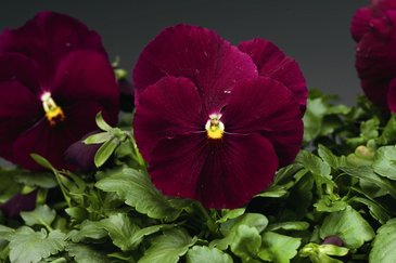 Виола Виттрока (Viola wittrockiana) Виола Виттрока (Viola wittrockiana)
